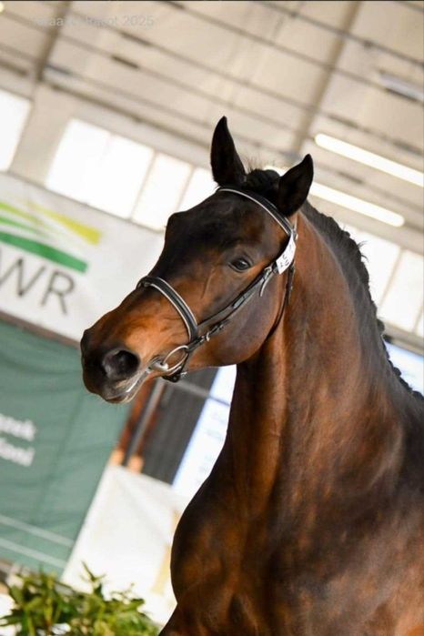 OGIER Małopolski z licencją