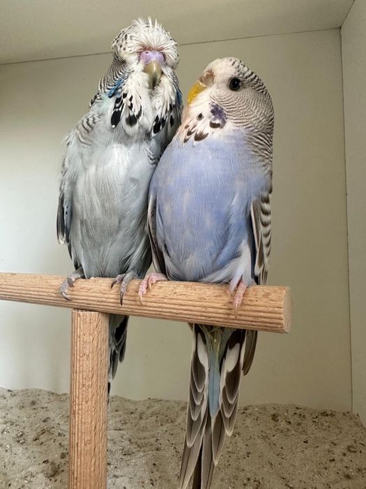 Casais de periquitos ingleses