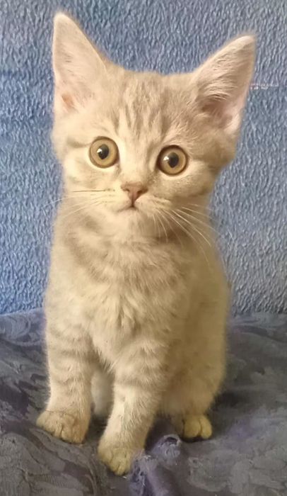 Шотландські  кошенята скотіш  хайленд-страйт.