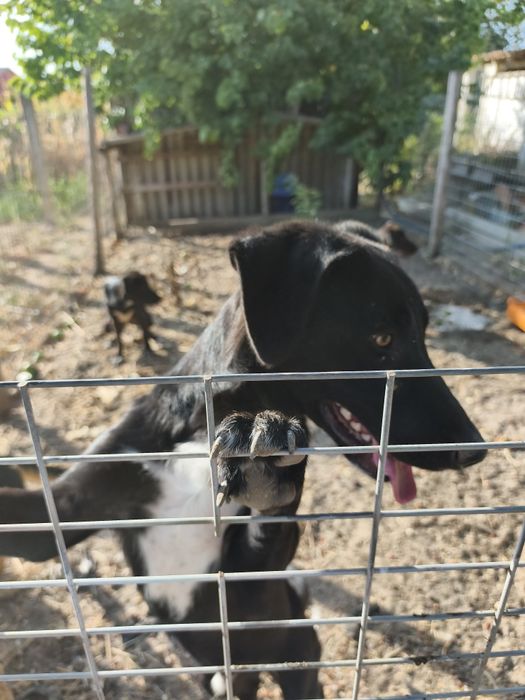Cães para doar/ 2 machos / 1 fêmea