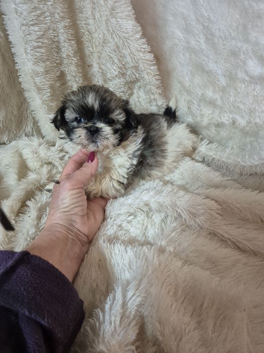 Shih-tzu Macho Tricolor Criadora Registada PT 3088 FL