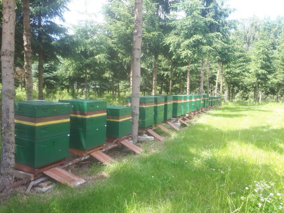 pszczoły, odkłady i rodziny