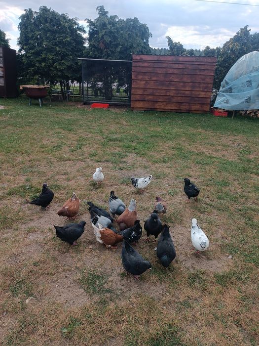 Gołębie kingi dobra klasa