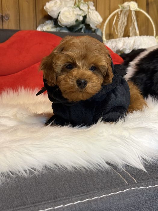 Мальтіпу , яскравий хлопчик.