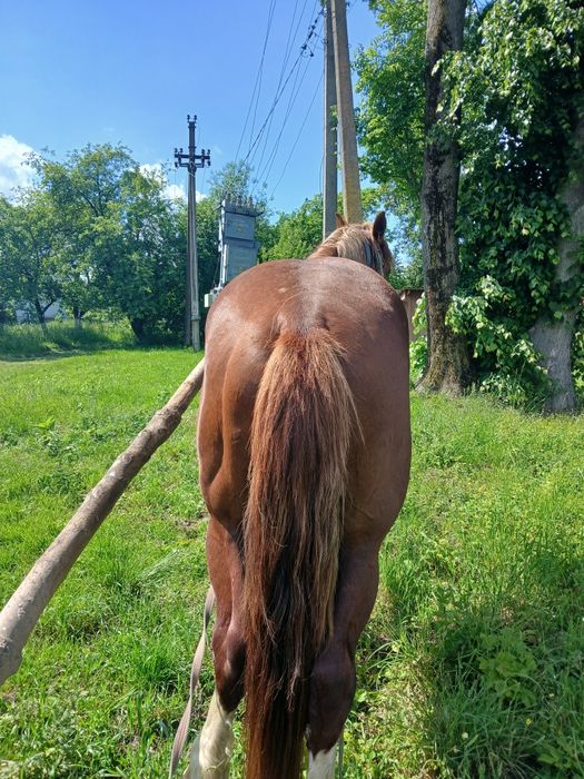 Продам жеребця 3,5 років