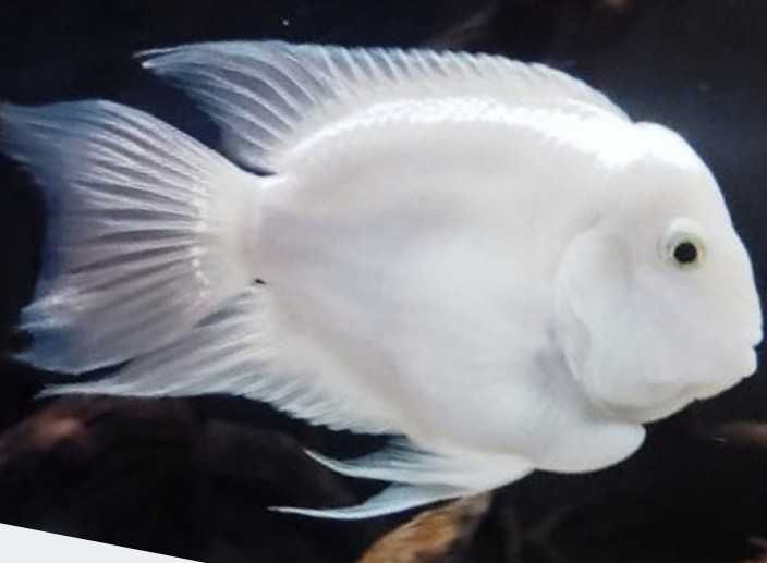 Pielęgnica papuzia odmiana Platynowa