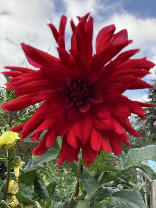 Жоржини георгіни квіти