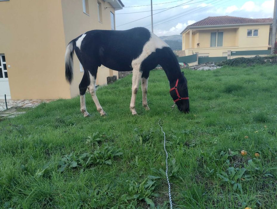 Cavalo com 3 anos