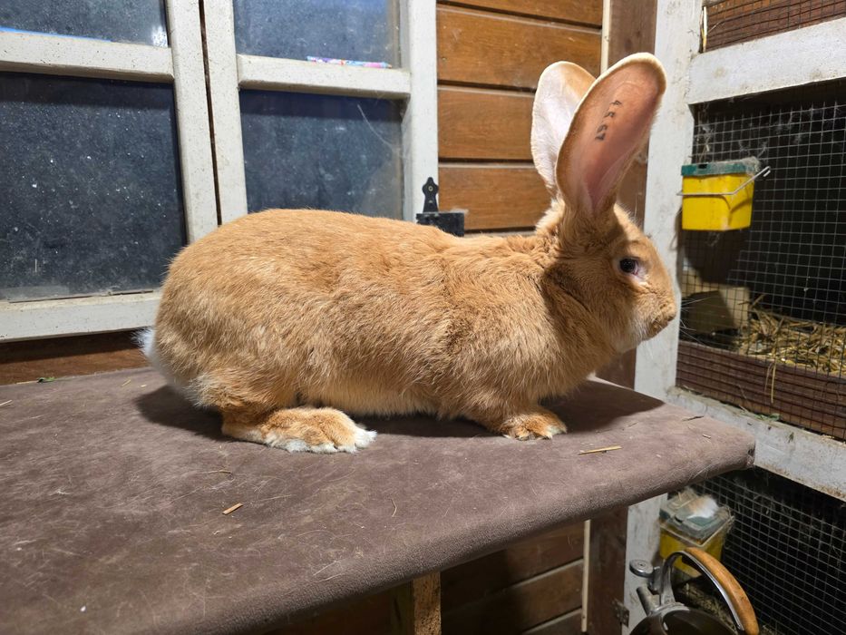 Olbrzym belgijski zolty