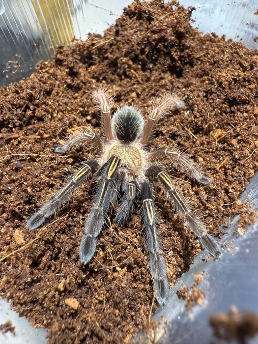 Ephebopus murinus samica 2,5dc