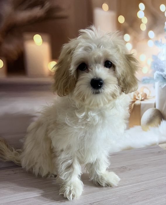 Мальтіпу Ф1. Дівчинка в Києві