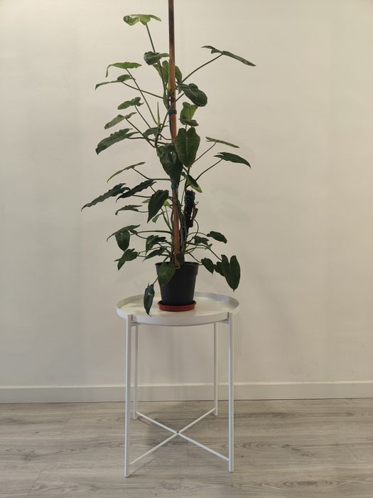 Philodendron paraíso verde // planta interior