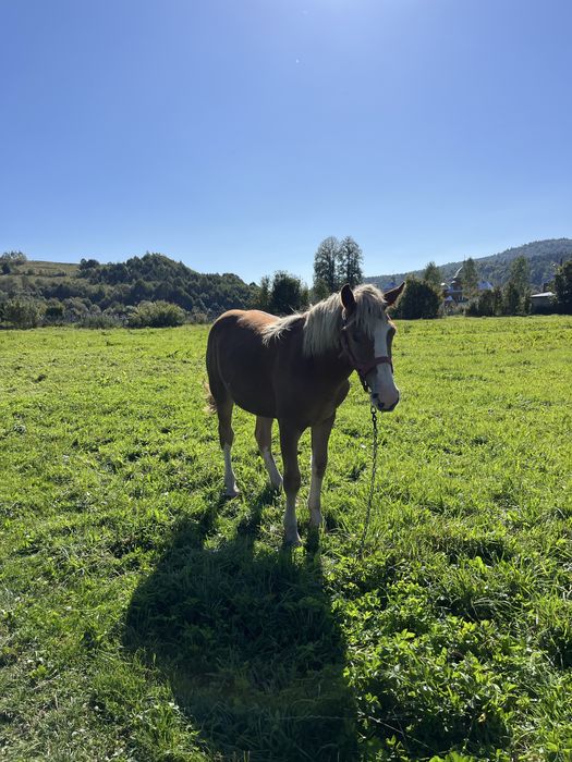 Продам дві лошички