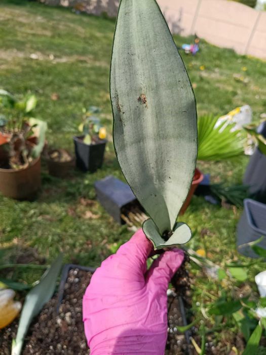 sansevieria moonshie