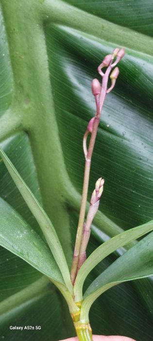 Vendo 2 keikis  orquídea Dendrobium kingianum
