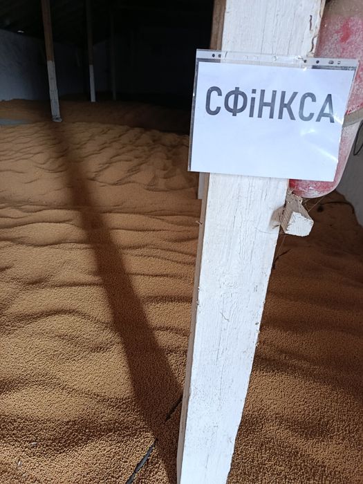 соя Сфінкса насіння