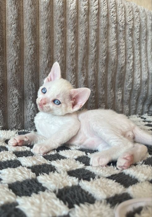 Котик Девон Рекс
