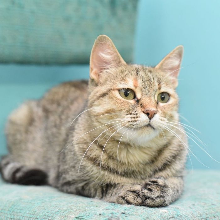 Кошечка для души-