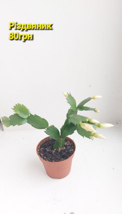 Продам кімнатні квіти