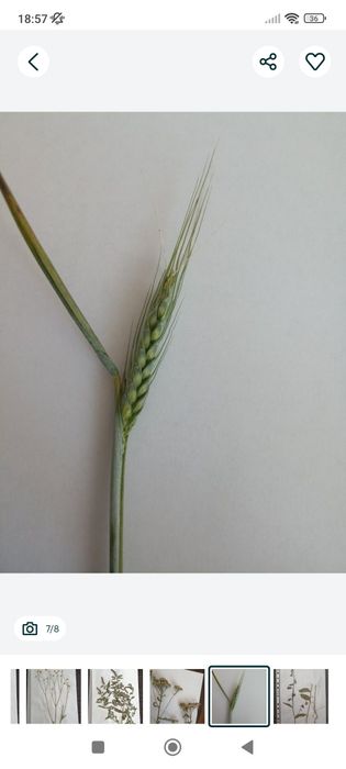 Zielnik - zestaw suszonych roślin