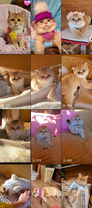 MILASHKI_KITTENS - котики, которые покоряют сердца). Золотая шиншилла.