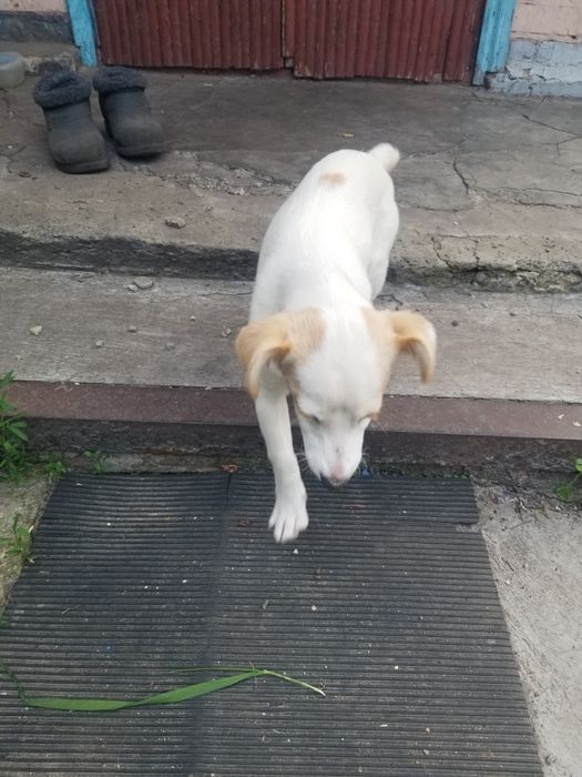 Шукаю хто загубив цуценя. Дівчинка. м.Кагарлик