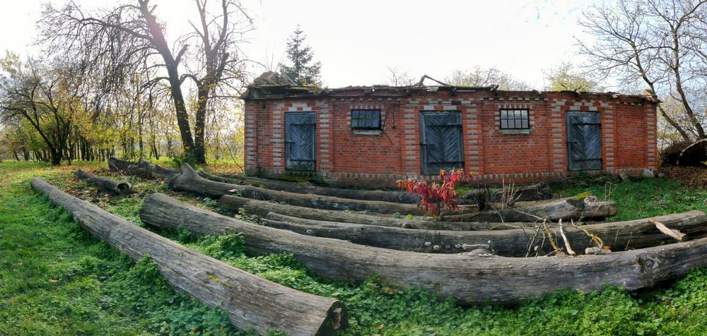 Topola w stanie okrągłym SUCHA