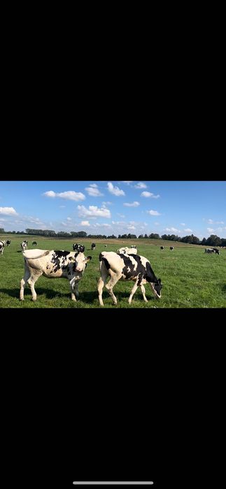 Jalowki hodowlane - wysokocielne