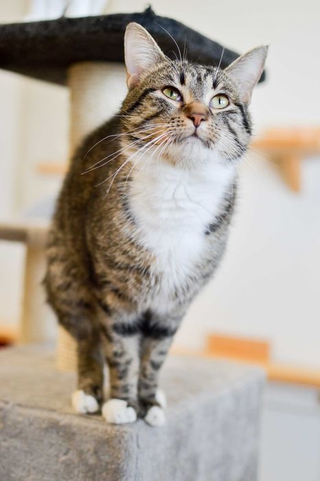 Cymbałek - 3 letni, towarzyski kot szuka kochającego domu!