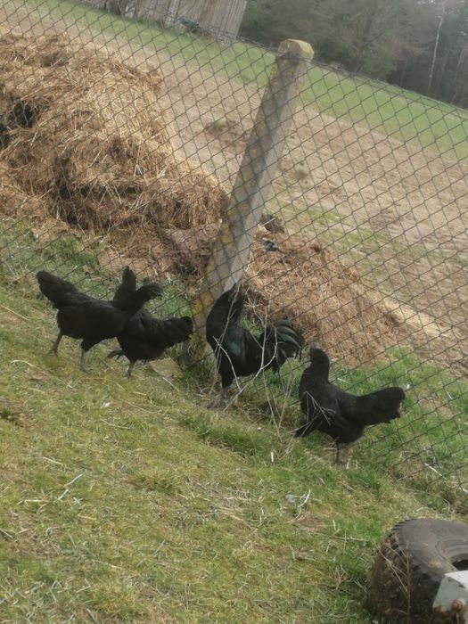 Ayam cenami jaja legowe