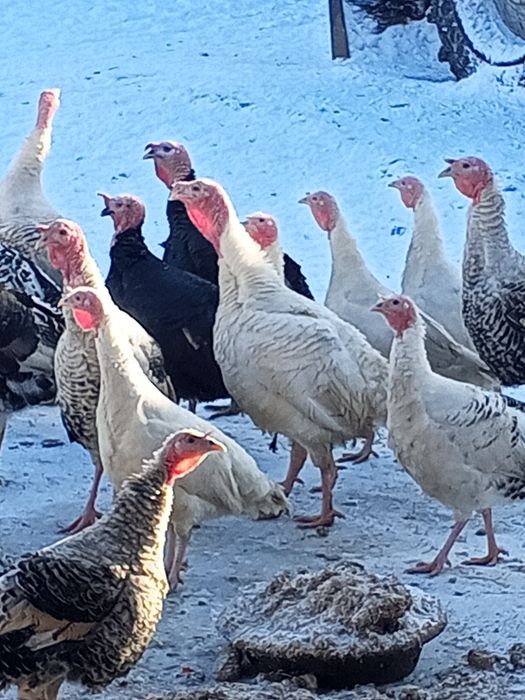 Продам індиків домашні