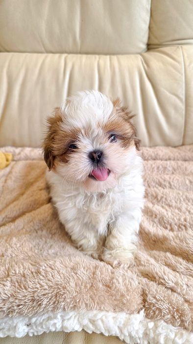 Shih-tzu fêmea disponível