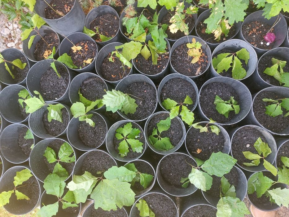 Planta da árvore do carvalho americano