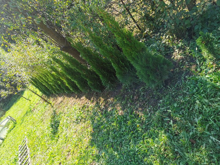 Tuje szmaragd 70 - 240 cm, transport, sadzenie