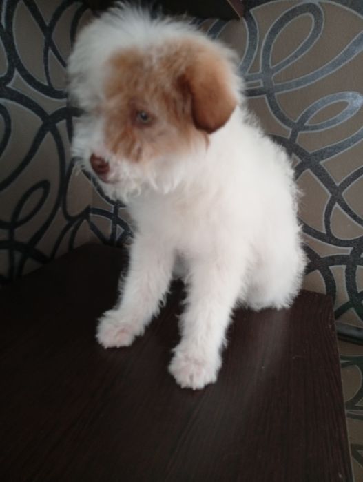 Щенки Болонки (метисы)