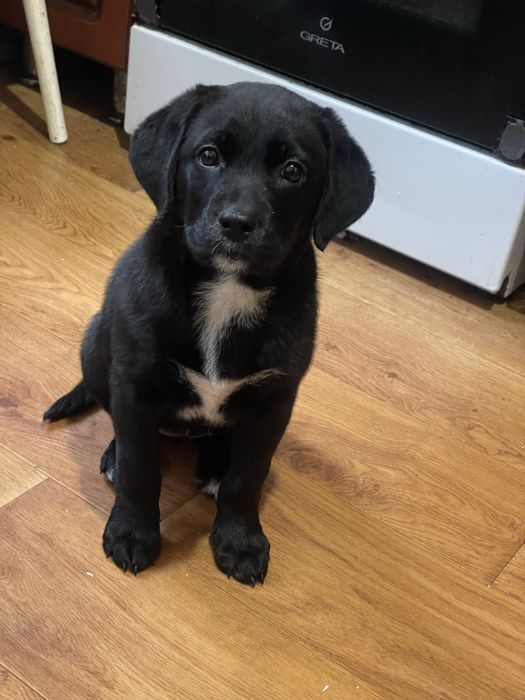 Отдам в добрые руки собаку