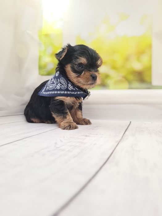 Чистокровні йоріки!Доставка.Є бівер йорки КСУ