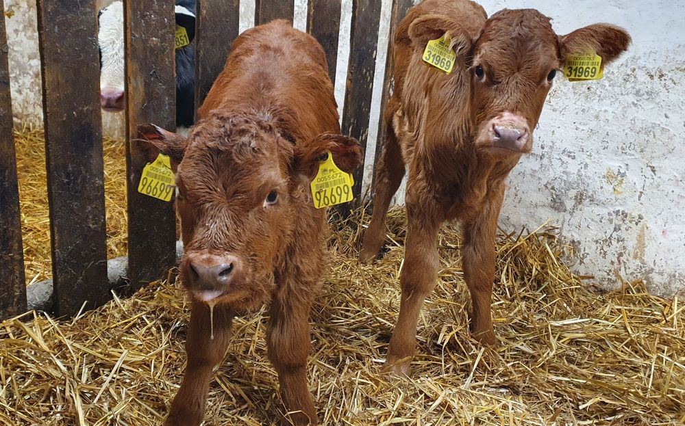 Byczki jałoszki cielaki, mięsne, mieszańce, NCB, HF sprzedam