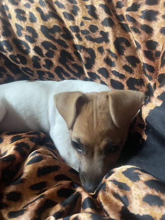 Продається чудова дівчинка