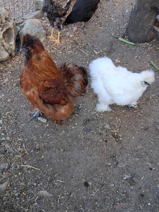 Macho sedosa do Japão