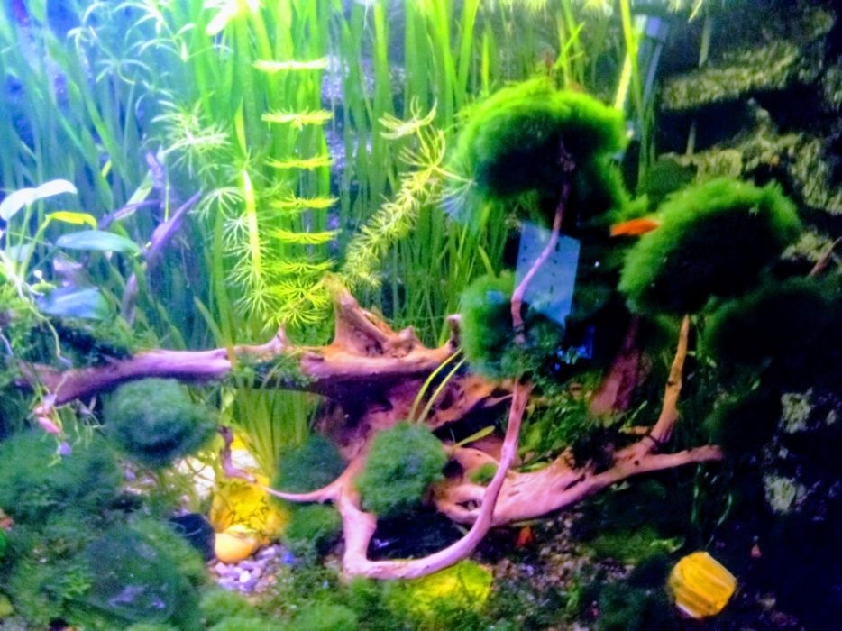 Акваріумні мохи рослини коряги все до акваріума