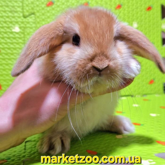 Малюк Mini Lop — ваш ідеальний пухнастий друг!карликовые кролики