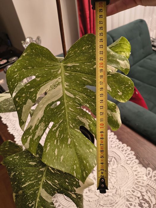 Monstera thai constellation