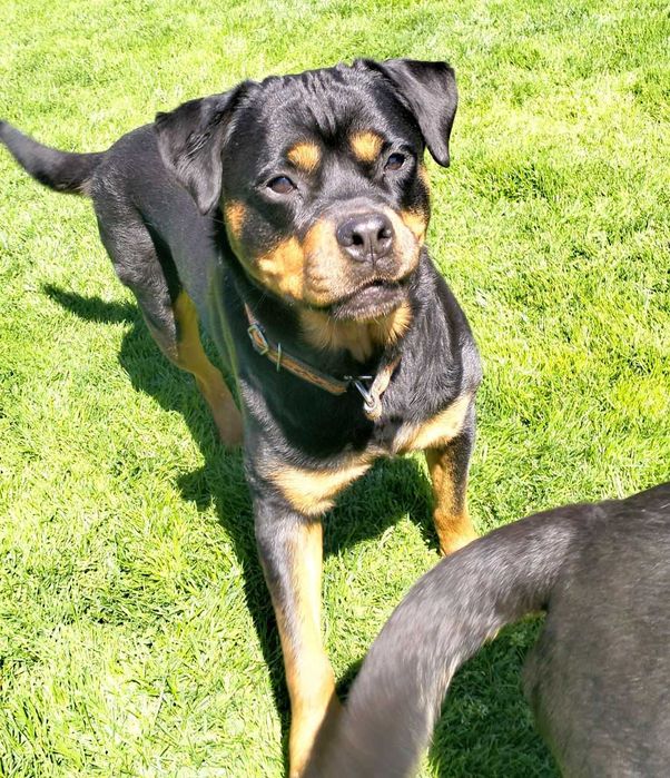 Viva - młoda wspaniała suka rottweiler do adopcji