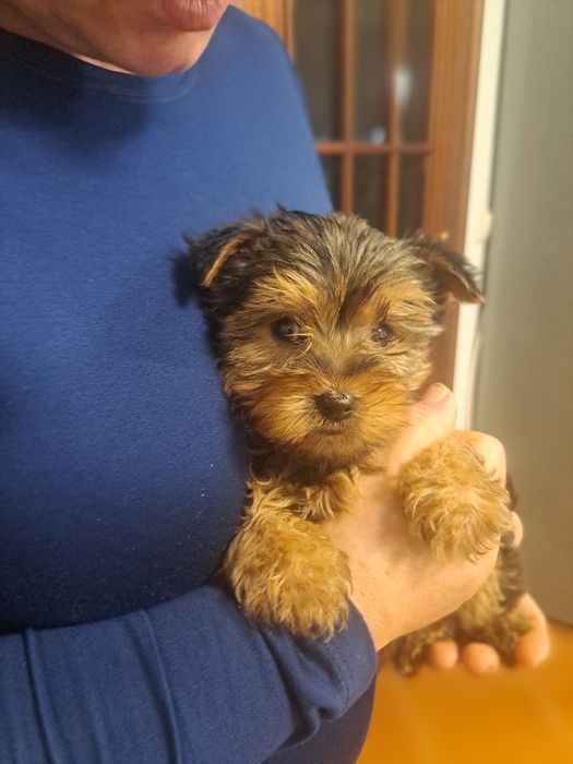 Yorkshire terrier macho
