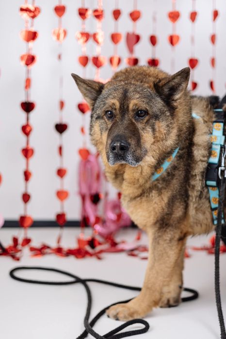 Piękny Dexter do adopcji