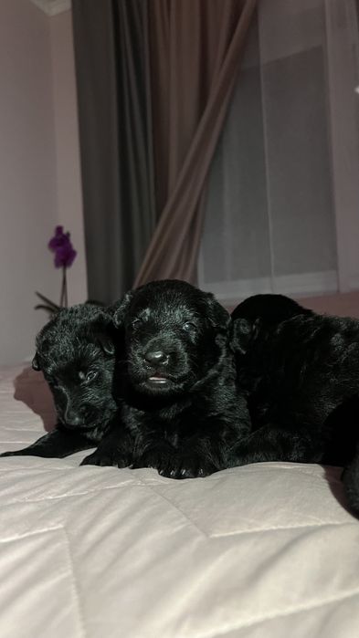Щенки черной дліношерстной  вівчарки