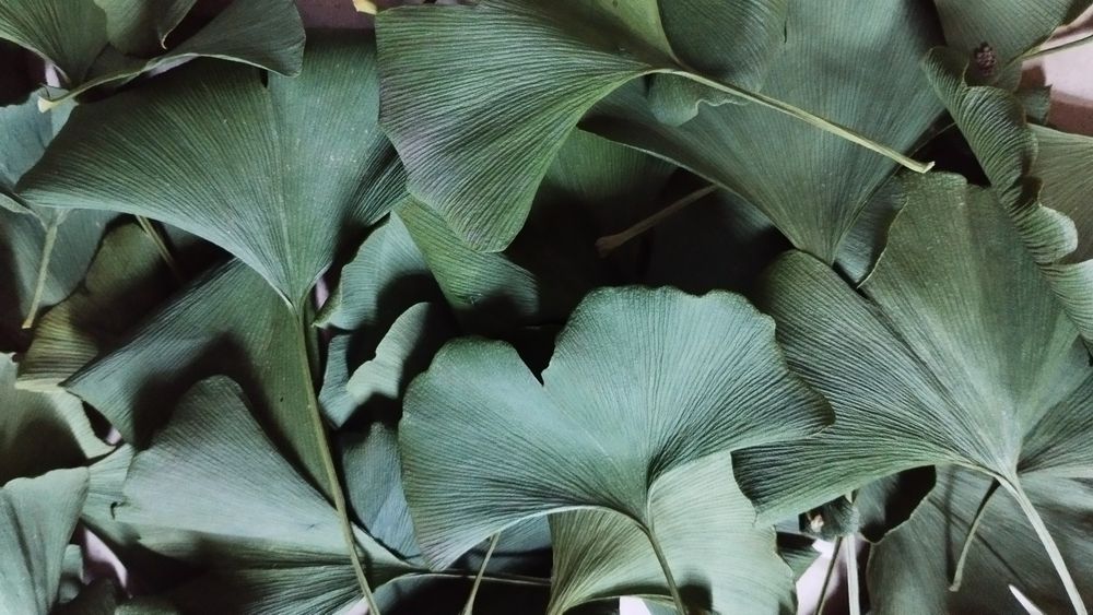 Листя гінкго білоба сухе, зі свого екологічного саду. Гинкго билоба