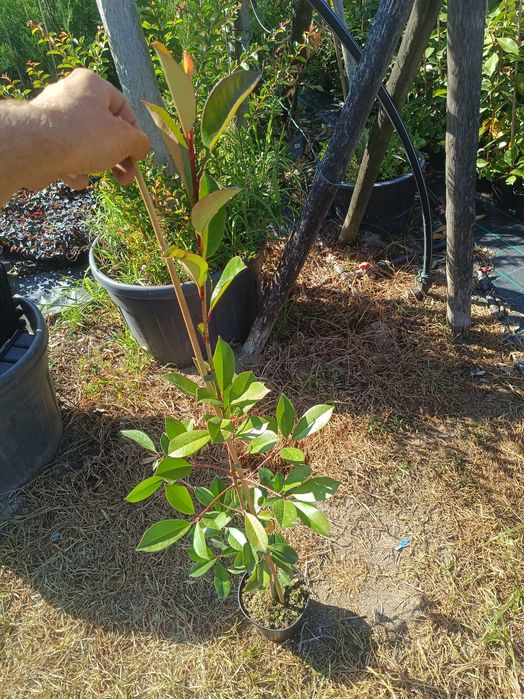 Photinia para jardim