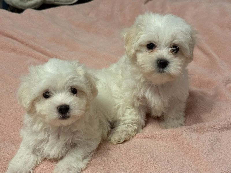 Szczeniak  Maltańczyk z rodowodem.